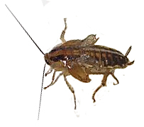 German Cockroach With Twisted Wings