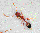 Pharaoh Ant Worker